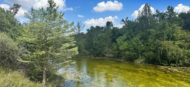 View of creek and trees