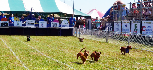 Weiner dog races